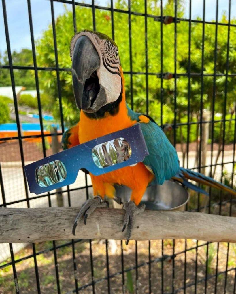 Wild Adventures Parrot During 4/8/24 Partial Eclipse