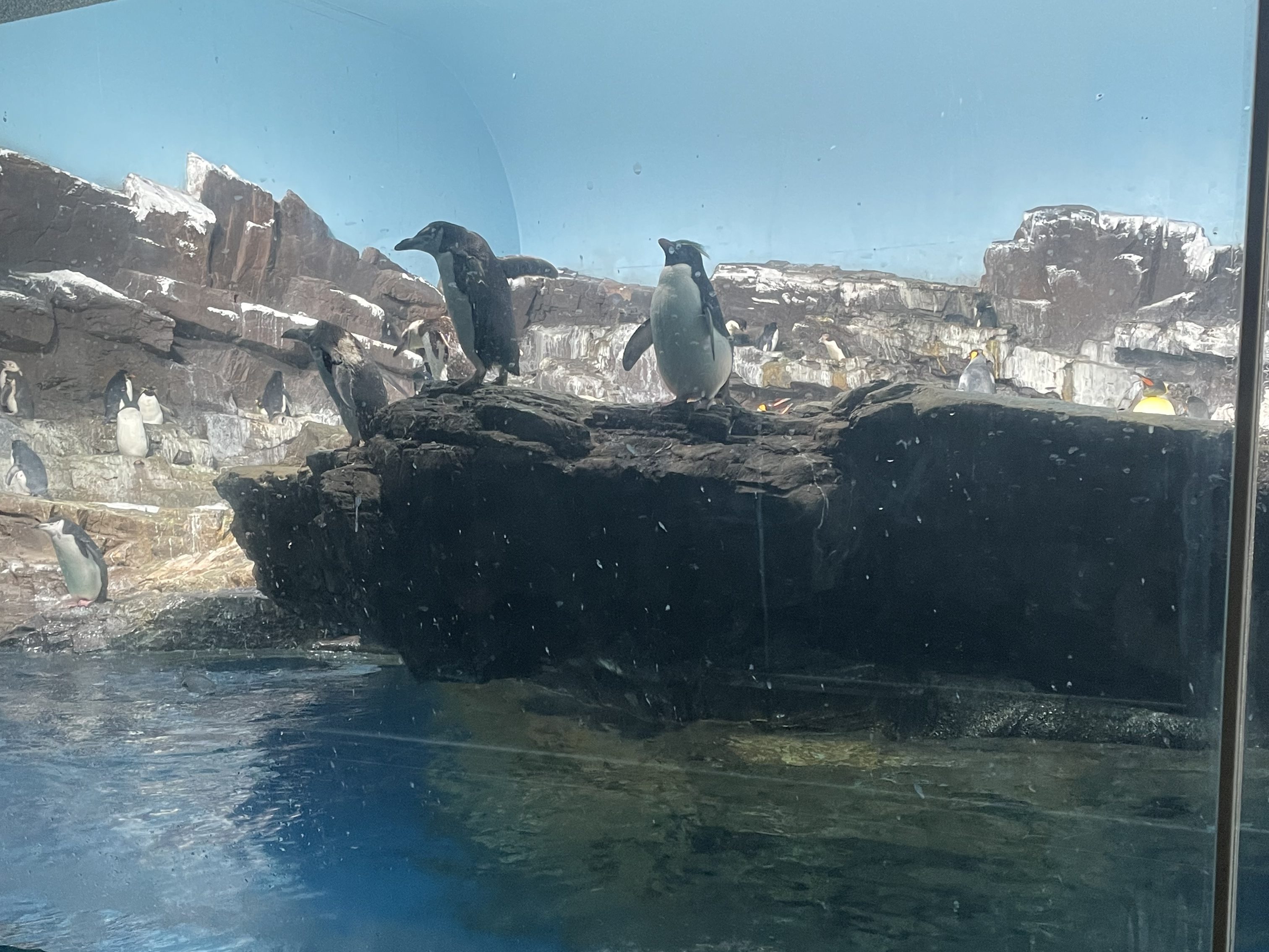 The penguin exhibit at SeaWorld San Antonio