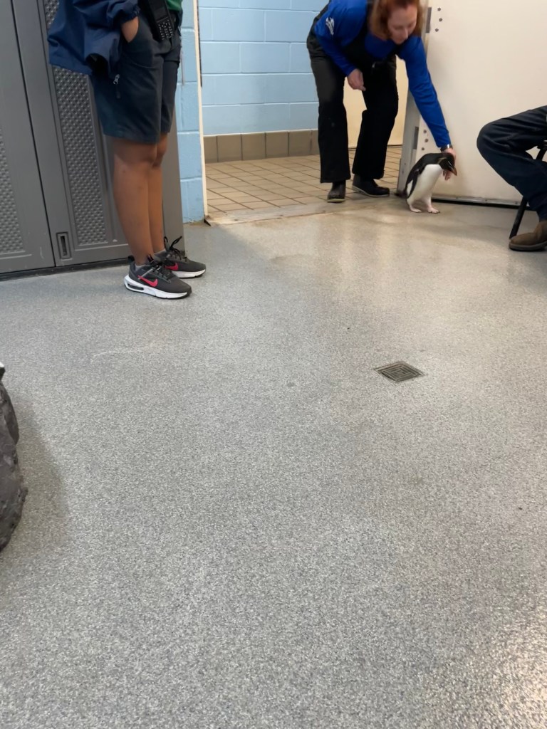 Penguin entering the room 