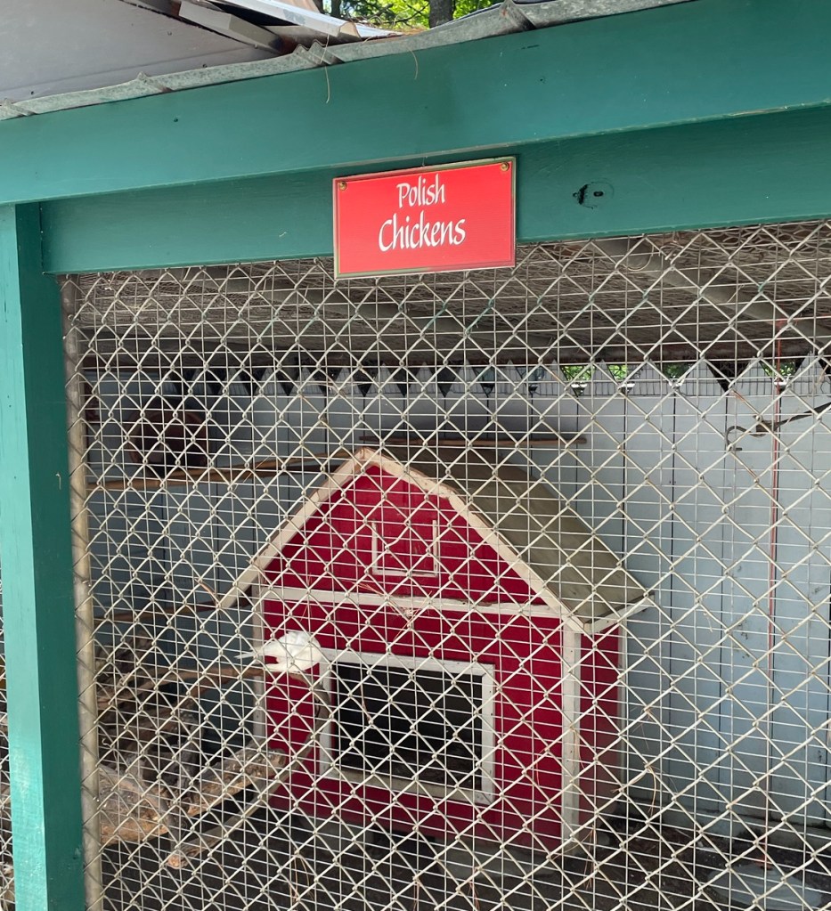 Polish Chickens at Santa's Land