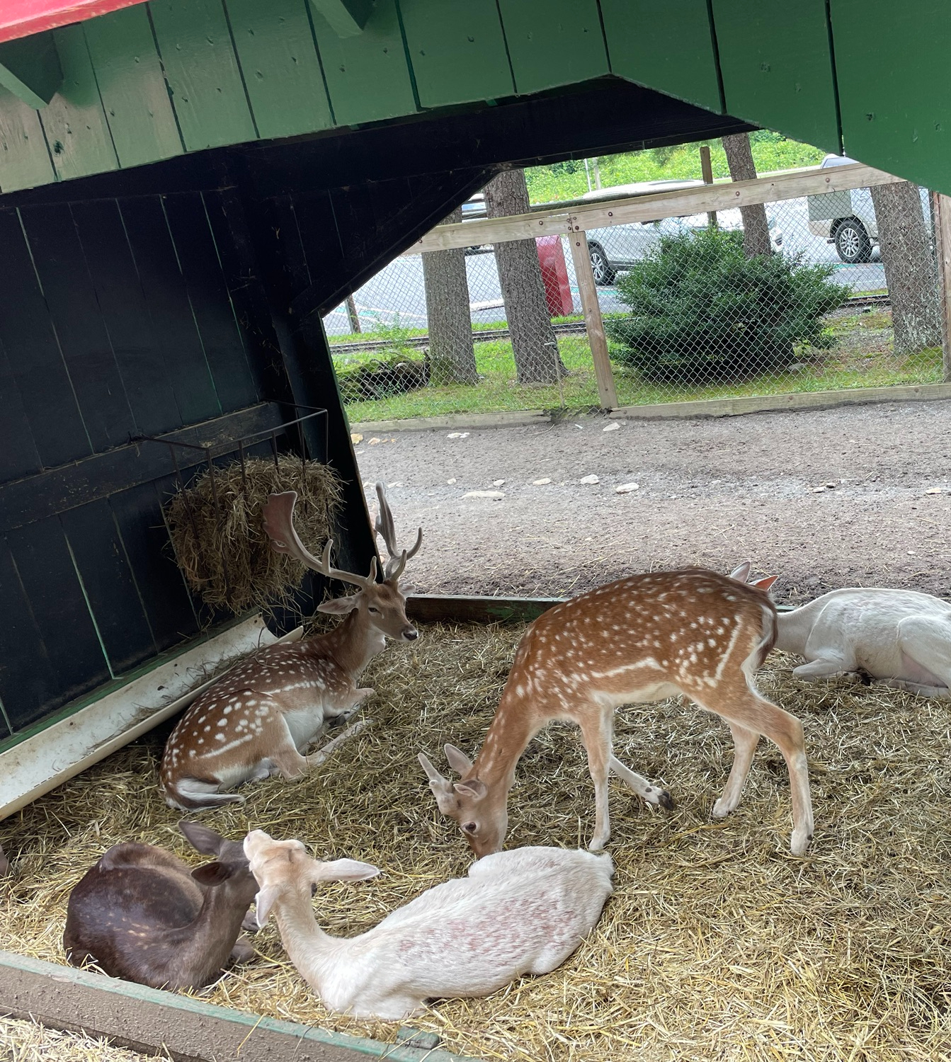 Deer at Santa's Land