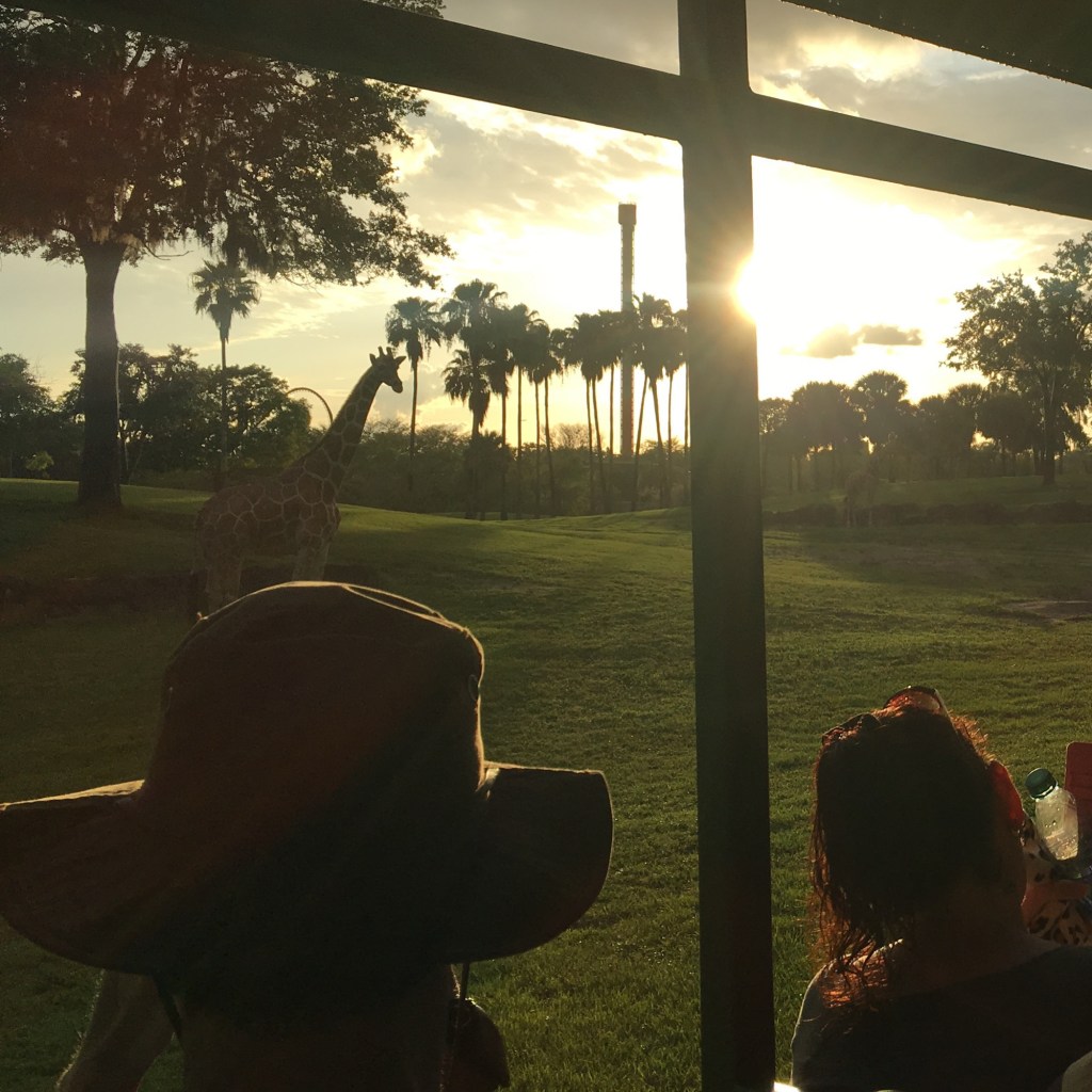 Sunset at Busch Gardens Tampa with a giraffe and Falcon's Fury driop tower ride