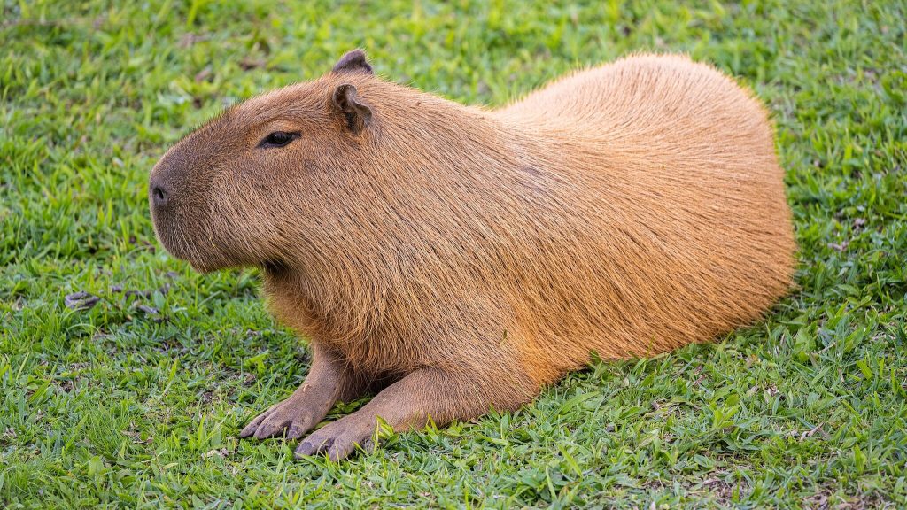 Capybara on grass