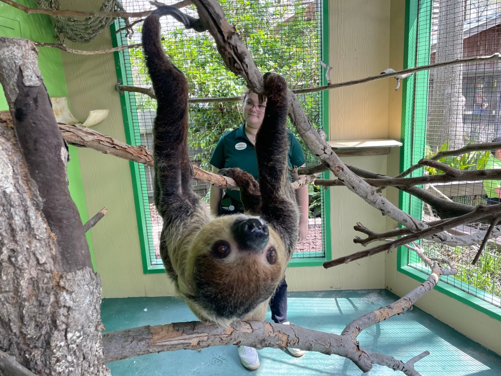sloths at Wild Adventures