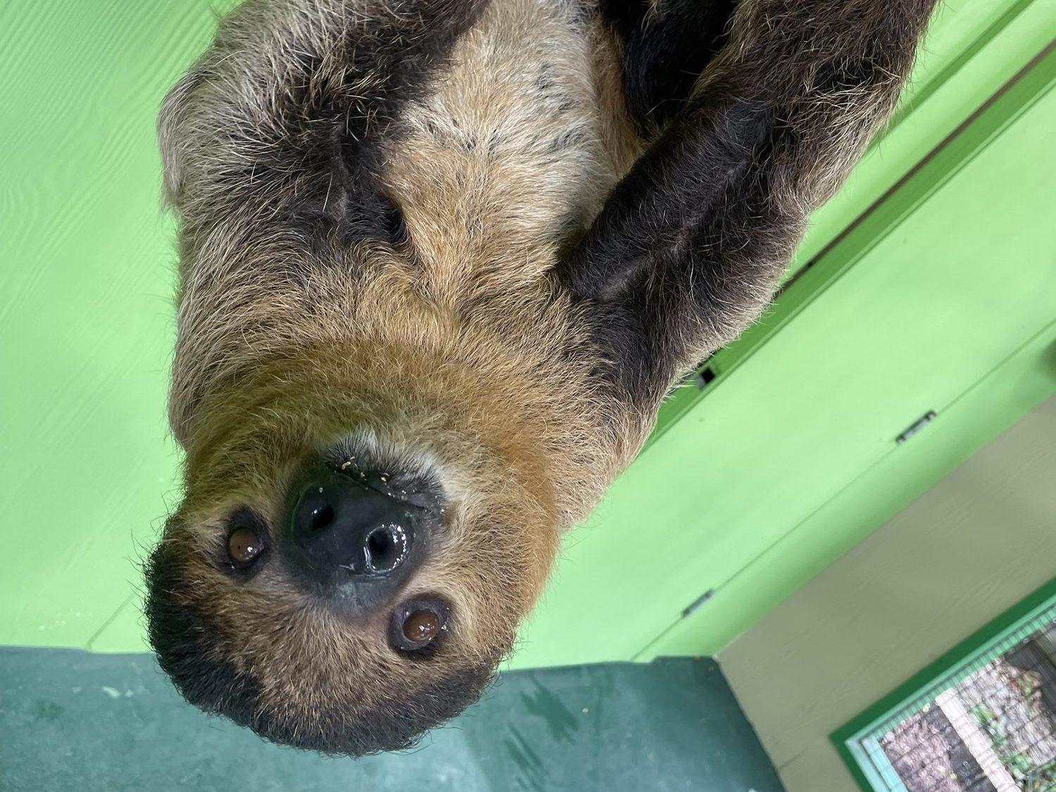 Oscar the sloth at Wild Adventures