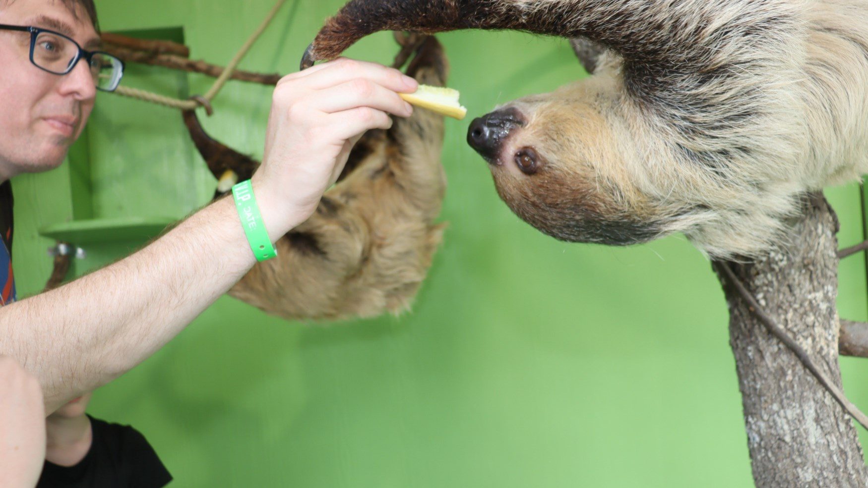Feeding a sloth at Wild Adventures