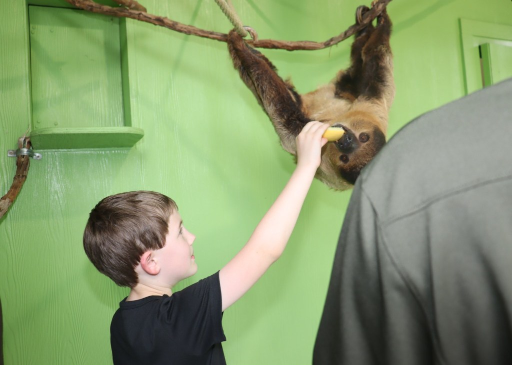 Feeding a sloth at Wild Adventures