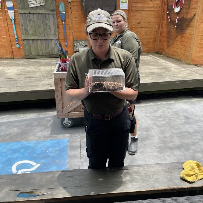Zoo staff holding Mexican Redknee Tarantula