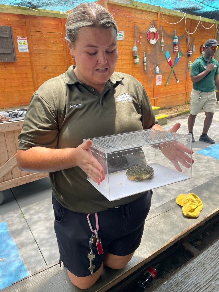 Zoo staff holding African Bullfrog
