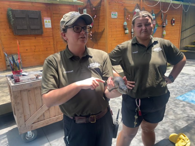 Wild Adventures Zoo staff with skink