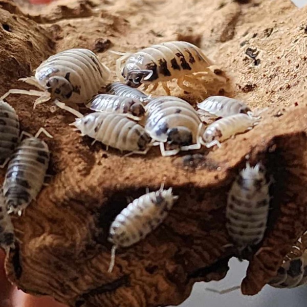Dairy Cow Isopods
