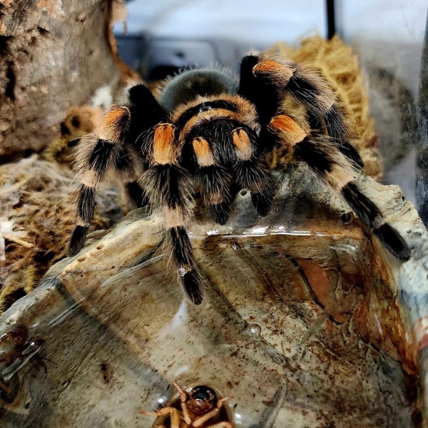 Mexican Redknee Tarantula
