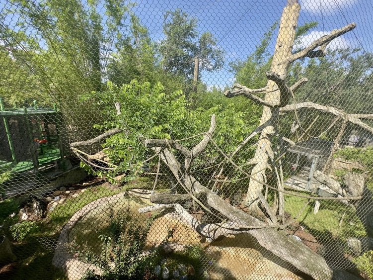 Animals at Wild Oasis at Busch Gardens