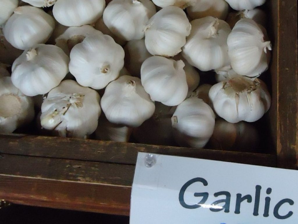 Garlic