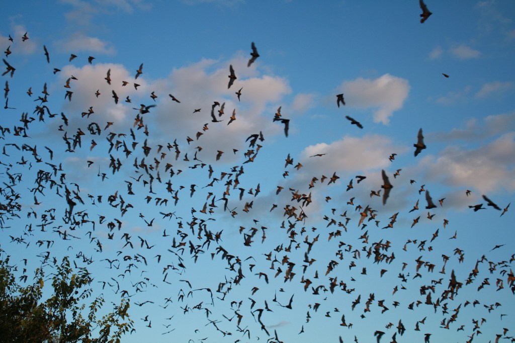 Bats filling the sky