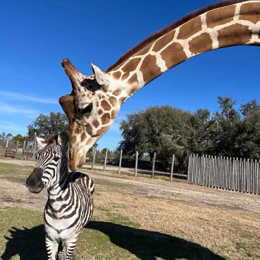 Kurtsie the zebra and, Bakari the giraffe