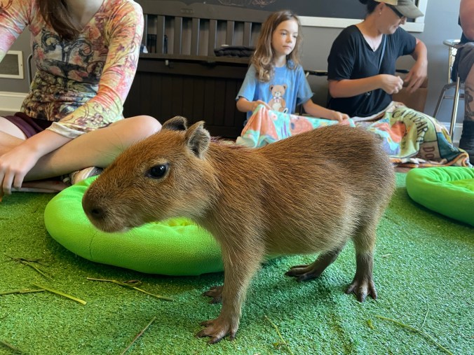 Review of the Phenomenal Capyfriends Cafe Capybara Experience in Helen ...