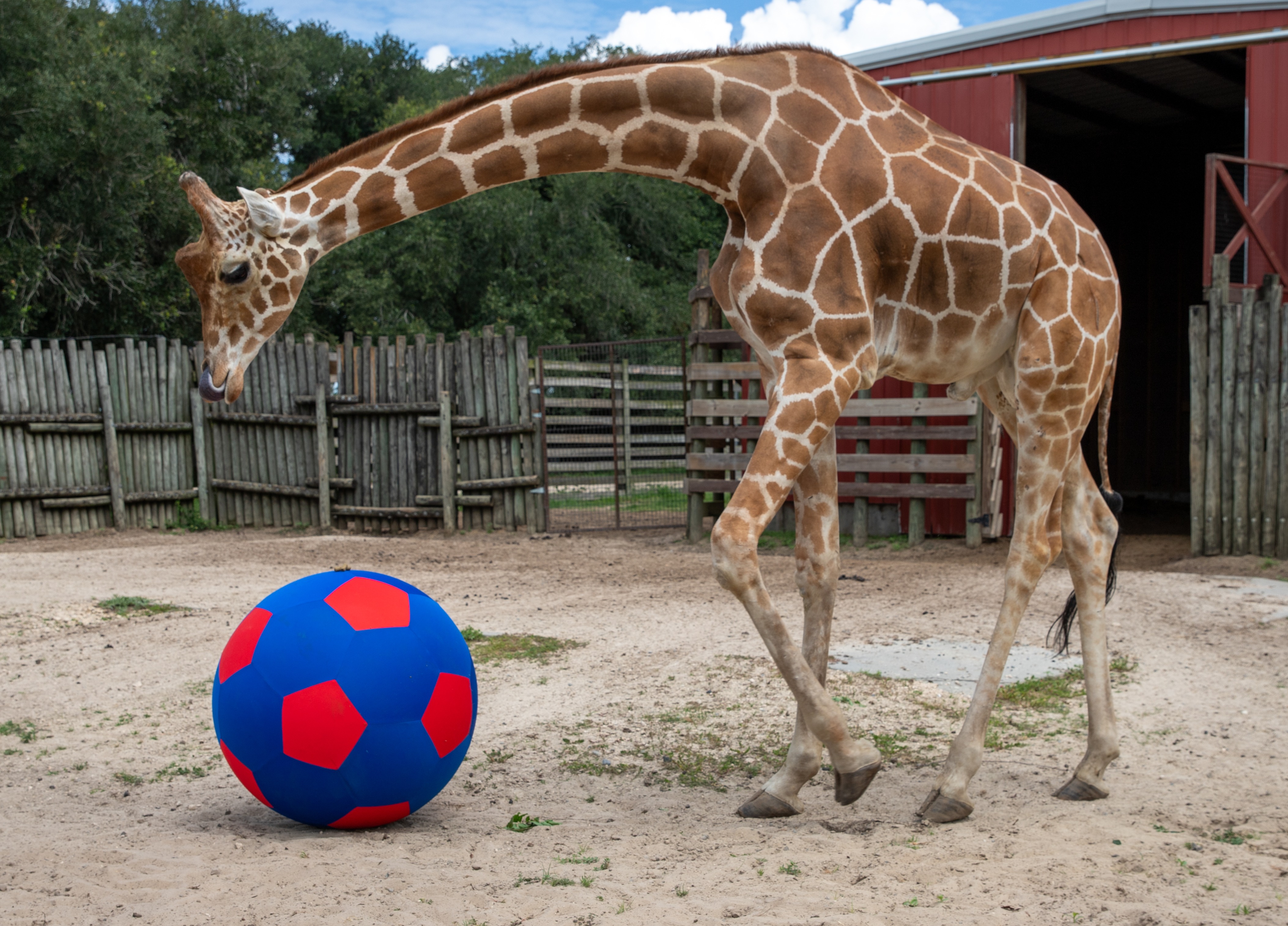 June 21st is World Giraffe Day and Wild Adventures Theme Park is a